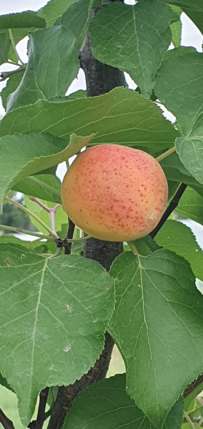 An apricot fruit, approximately two inches in diameter, is depicted hanging from a branch amidst lush green leaves. The fruit exhibits a gradient of color, ranging from a light orange to a peachy hue, speckled with small, reddish-brown spots. The leaves are broad and serrated, with visible veins. A portion of a dark brown, textured tree trunk is also visible. The background is softly blurred, suggesting an outdoor environment, possibly a garden or orchard. The image does not provide any specific details or context related to the city of Shurtang, Tajikistan.