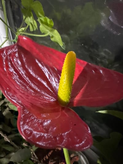 The scene depicts a close-up, eye-level view of a single Anthurium flower, located in Profesor Ishirkovo, Bulgaria. The primary subject is a vibrant, glossy, dark red spathe, which is distinctly heart-shaped with a highly reflective, textured surface showing visible veins and subtle undulations, consistent with moisture or a waxy finish. Emerging vertically from the center of the spathe is a bright yellow, cylindrical spadix, covered uniformly with numerous small, raised protuberances. A slender, light green stem supports the flower, visible at the bottom center of the frame. In the upper left background, out-of-focus green foliage with discernible leaves and stems is present, alongside a segment of a white, vertical structural element. The broader background is dark and indistinct, suggesting an indoor environment with low ambient light, possibly during nighttime hours. A faint, dark, mesh-like pattern can be observed in the upper right background. Towards the bottom, additional dark, out-of-focus foliage and the upper edge of a grey pot are partially visible. Illumination is focused directly on the flower, creating prominent highlights on the spathe, while the surrounding environment remains largely shadowed. No individuals, actions, or interactions are present.