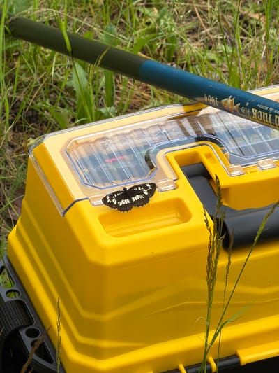 A black and white butterfly rests on the yellow lid of a tackle box. The tackle box has a clear plastic lid with compartments. A dark green fishing rod with blue accents lies diagonally across the top of the tackle box. The scene is set outdoors, amidst green grass and vegetation. The provided image crops do not offer any information about the location in Tsiolkovsky, Russia.