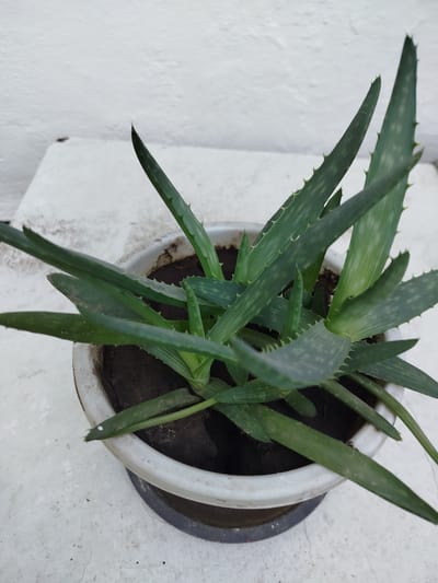 An aloe vera plant in a white plastic pot is situated on a white surface, possibly a table or ledge, against a textured white wall. The plant has thick, green, spiky leaves that fan out from the center. The pot is circular with a darker rim at the base. The background is a plain white wall with a subtle texture. The lighting suggests an indoor or shaded outdoor setting, with soft, diffused light. There are no people or animals present in the image. The environment appears to be clean and uncluttered. This scene does not contain any information or context that can be used to determine its location in Kabanbay, Kazakhstan.