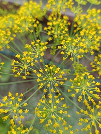 The image displays a close-up view of dill flowers in bloom. The flowers are small and yellow, arranged in umbrella-shaped clusters, a characteristic of the Apiaceae family. The stems are thin and green, supporting the delicate florets. The background is softly blurred, suggesting an outdoor setting, possibly a garden. There are no people or animals visible in the frame, nor any identifiable structures or landmarks that would indicate a specific location within Октябрьский Снт, Russia. The focus is entirely on the botanical details of the dill plant.