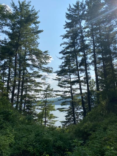 This image depicts a view through a dense forest of tall pine trees towards a body of water. The trees are silhouetted against a bright blue sky with scattered white clouds. Lush green foliage covers the ground in the foreground, suggesting a natural, wooded area. The water in the background appears calm and reflects the light of the sky. There are no people or man-made structures visible in the scene. The setting is consistent with a natural landscape that could be found in or around Duhamel, Quebec, Canada, a region known for its forests and lakes.