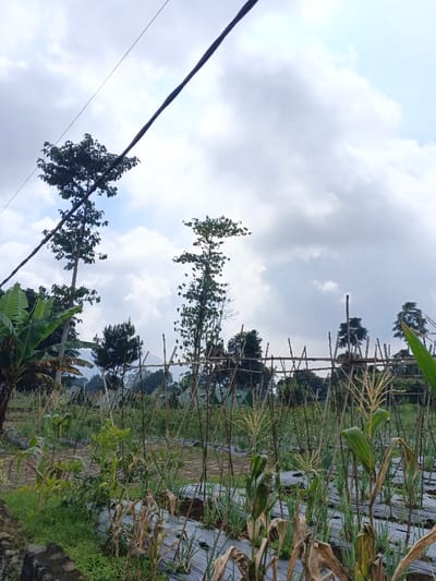 The image displays an agricultural field in Maw Hit, Myanmar, viewed under a cloudy sky. A thick, dark electrical cable runs diagonally across the upper portion of the frame, from the upper left to the mid-right, with a thinner wire paralleling it above. The foreground shows rows of cultivated plants, primarily corn in various stages of growth, with some exhibiting yellowing or browning leaves. Slender green plants, possibly onions, are also visible. Dark plastic mulch covers the ground between the plant rows. To the far left, a low rock wall or retaining edge is present. The midground features a dense arrangement of vertical bamboo poles or stakes forming trellises, with horizontal cross-members. Numerous trees of differing heights and species are scattered throughout, including tall, slender trees and large-leafed plants resembling banana trees on the left. In the distant midground, several light-colored structures with pointed roofs are discernible amidst the foliage. Faint, hazy hills or mountains are visible on the horizon in the background. No people are present.
