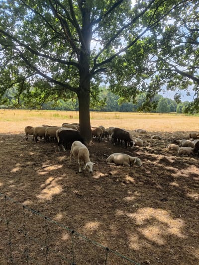 A flock of sheep is gathered under a large oak tree in a grassy field on a sunny day. The sheep are a mix of colors, with some being white and others a darker brown or black. Some of the sheep are standing, while others are lying down in the shade of the tree. The field is mostly dry and yellow, suggesting it is late summer or early autumn. In the background, there is a line of trees and a bright blue sky. The scene appears peaceful and idyllic, evoking a sense of rural tranquility. This image was captured in the vicinity of Isselburg, Germany, a region known for its picturesque landscapes and agricultural heritage.