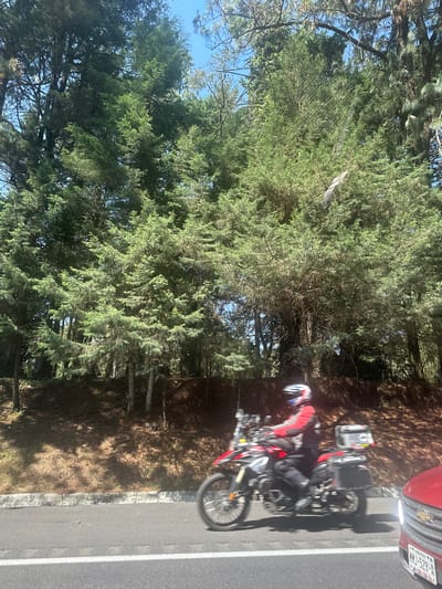 The image displays a roadside scene in Coajomulco, Mexico, under bright, clear daylight. A red and black adventure-style motorcycle, ridden by a person in a matching red and black motorcycle jacket, black pants, and a white, blue, and red helmet, is stopped or parked on the side of an asphalt road. The motorcycle features silver hard cases (panniers) on its rear.

Adjacent to the motorcycle, partially visible on the right side of the frame, is the front portion of a red car, which also appears to be stopped. The car's license plate, "HHJ-528-H", is clearly legible. A portion of a Chevrolet logo is discernible on its grille.

To the left of the road, a dense forest of tall, green coniferous trees, possibly pines or firs, stretches into the background. The ground beneath the trees is covered with dry pine needles and some sparse grass. Patches of clear blue sky are visible through the gaps in the tree canopy. The asphalt road features a solid white line marking its edge. Strong sunlight casts distinct shadows, indicating a sunny day. The overall impression is a pause during a journey through a wooded, rural, or mountainous area.