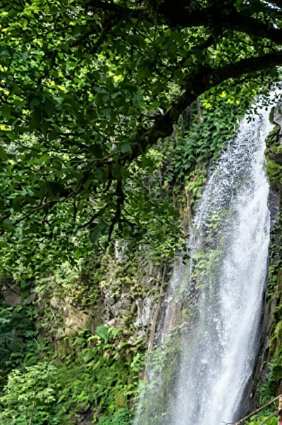 The image depicts a lush, natural scene with a prominent waterfall cascading down a rocky cliff face. Dense green foliage, including ferns and moss, covers the surrounding rocks. A large tree branch with numerous green leaves extends from the top left corner of the frame, partially obscuring the upper portion of the waterfall and the sky. The water is white and foamy as it plunges downwards, suggesting a significant volume and force. The overall impression is one of a serene and verdant natural environment. The image does not depict any people or urban elements, nor does it provide specific location details within Dolat Rayat, Indonesia.