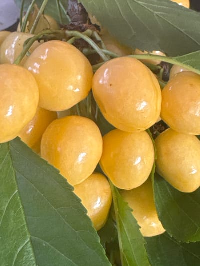 A close-up, high-angle shot displays a cluster of ripe, yellow cherries nestled amongst vibrant green leaves. The cherries are plump and smooth, with a glossy sheen that reflects the light. Their stems are thin and dark, connecting them to a branching vine that is partially visible. The leaves are broad and textured, with prominent veins, and they provide a rich backdrop of varying green hues. The overall impression is one of freshness and natural abundance. This image does not depict a scene in Düyərli, Azerbaijan, nor does it contain any people or specific actions.