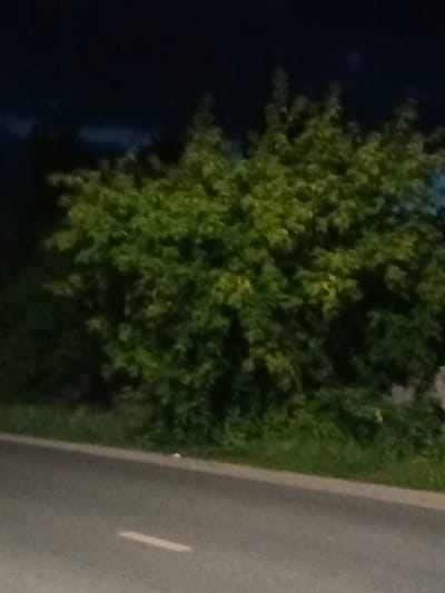 A low-angle, slightly blurry, nighttime photograph captures a roadside scene in Savino, Russia. The foreground is dominated by a paved road with a faint white line marking. To the right of the road, a strip of grass separates it from a dense, leafy green tree. The tree is illuminated by an unseen light source, casting shadows and highlighting the varied shades of green in its foliage. The background is a dark, indistinct sky, with hints of lighter clouds or atmospheric haze. The overall impression is one of a quiet, perhaps slightly isolated, location on the edge of town after dark.