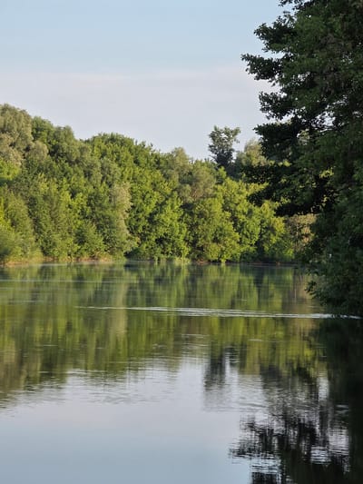 The image depicts a calm river reflecting a dense line of green trees and a light blue sky with some wispy clouds. The trees form a continuous line along the riverbank, with varying shades of green indicating different species and sun exposure. The water's surface is mostly smooth, with subtle ripples creating distorted reflections of the foliage and sky. On the right side of the image, a large tree with dark green leaves extends from the top edge towards the water, partially obscuring the view of the trees on the bank. The overall scene suggests a natural, tranquil environment, likely during the daytime, given the bright sky and clear reflections. The location is identified as Togashevo, Russia, which would place this scene within a rural or semi-rural setting characterized by its river and surrounding forests. There are no people or animals visible in the image, and no objects or actions are taking place.