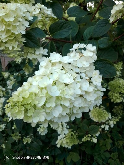 This is a close-up, low-angle photograph of a large cluster of white hydrangea flowers against a dark green background of leaves and stems. The hydrangea blooms are densely packed, with individual flowers appearing delicate and somewhat translucent. Some of the flowers are a pale green, transitioning to white, suggesting they are either young or beginning to fade. The lighting appears to be natural, possibly daylight, casting subtle shadows and highlighting the textures of the petals and leaves. The scene is an outdoor garden setting, with hints of other hydrangea clusters and foliage in the background, creating a soft bokeh effect. The overall mood is serene and natural, emphasizing the beauty of the flowers. Visible at the bottom left corner of the image is the text "Shot on AWESOME A70", indicating the device used to capture the photograph. The provided location context is Lohmar, Germany.