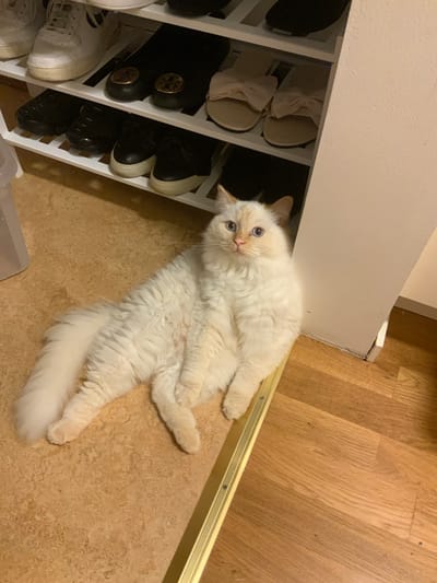 A fluffy white and light brown cat with blue eyes is lying on a light brown floor, with a shoe rack filled with shoes and slippers in the background. The cat is positioned in the lower left portion of the frame, with its body extended towards the right. The shoe rack has multiple shelves displaying various footwear. The floor appears to be made of wood or laminate. The overall setting suggests an indoor environment, possibly a home, in Åkersberga, Sweden.