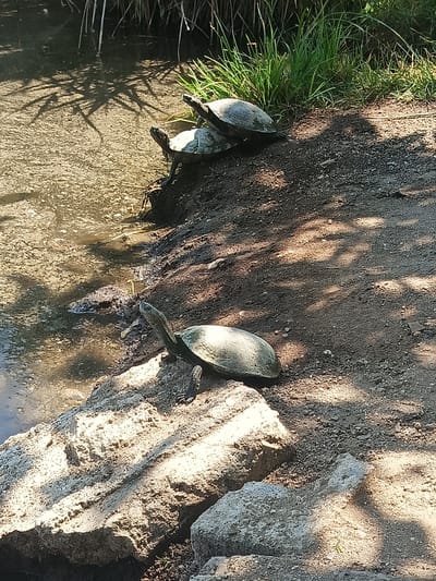 Four turtles are basking on the muddy bank of a body of water. The water appears murky and has some debris floating in it. Tall, dry reeds grow along the edge of the water on the left side of the image, while green grass grows on the bank to the right. The ground is a mixture of dirt and small pebbles, with patches of sunlight and shadow cast by overhead foliage.
The turtles are positioned at different angles, with one in the foreground on a large rock, its head extended and facing towards the water. Three other turtles are lined up on the bank behind it, seemingly stacked or positioned close together. The sunlight suggests it is daytime, likely a warm day given the turtles' activity. The setting appears to be a natural environment, possibly a pond or slow-moving stream, in a location that experiences seasonal changes, indicated by the presence of both dry reeds and green grass. There is no visible text in the image.