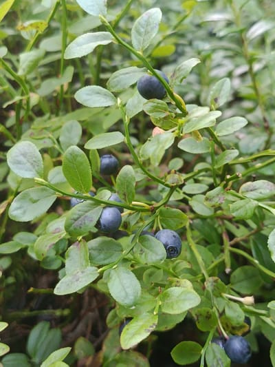 The image shows a close-up of a blueberry bush with ripe berries and green leaves. The berries are dark blue and round, with some appearing slightly dusty. The leaves are small and oval-shaped, with some showing reddish-brown spots. The branches are thin and green. The background is a blur of green foliage, suggesting a natural, outdoor setting. There are no people or signs of human activity visible in the image. The image does not provide any specific information about the location in Vasiutino, Russia.