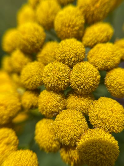This is a close-up, macro photograph of a cluster of small, bright yellow flowers, likely Tansy. The flowers are round and textured, with many tiny florets packed tightly together. They are arranged in a dense grouping, with some flowers in sharp focus and others progressively blurred in the background, creating a shallow depth of field. The background is a soft, out-of-focus green, suggesting foliage or a natural outdoor setting. There are no people or discernible man-made objects in the image. The image does not provide any information or visual cues that would allow for its location to be identified within the city of Popasne, Ukraine.