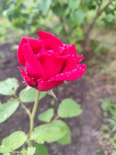 A close-up, low-angle shot captures a single, vibrant red rose with dew droplets clinging to its petals. The rose is in full bloom, its velvety petals unfurling in a delicate spiral. The background is a blur of green foliage and dark, damp soil, suggesting an outdoor garden setting. The lighting is soft, possibly overcast or early morning, highlighting the texture and moisture on the rose. The image has a natural, serene feel. This scene could be in Beglary, Russia, or any garden with similar flora.