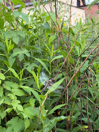 The image is a medium shot of a dragonfly perched on a plant with lush green leaves and dry, brown stems. The dragonfly, partially obscured by the foliage, has intricate, translucent wings. In the background, blurry yellow flowers are visible, suggesting a natural outdoor setting, possibly a garden or a wild area within the city of Solnechnyi, Russia. The lighting indicates it is daytime. There are no people or buildings clearly visible.