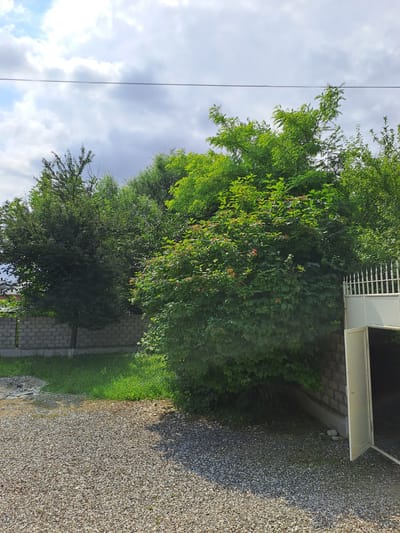 The image depicts an outdoor scene in Shali, Russia, characterized by dense vegetation and a partially opened gateway. In the foreground, a gravel driveway occupies the lower portion of the frame. To the left, a low stone wall borders a patch of vibrant green grass, beyond which a mature tree with dark green foliage stands. The center and right of the image are dominated by a profusion of lush green trees and shrubs, some bearing small red berries. A stone wall, similar to the one on the left, extends into the scene, supporting a white metal gate with pointed finials. The gate is ajar, revealing a dark interior. The sky above is a mix of blue and grey clouds, with a thin wire stretching across the upper portion of the frame. No people are visible in the image.
