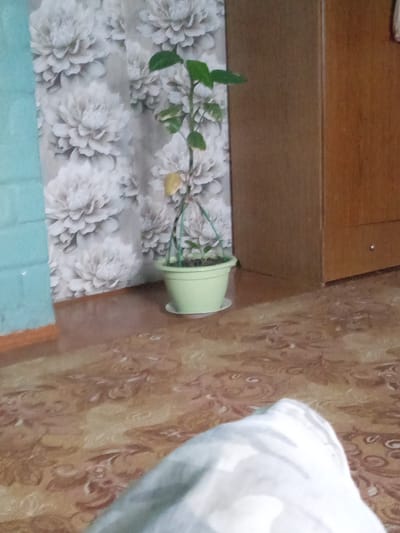 The image depicts an indoor scene with a potted plant as the central object. The plant has green leaves and one yellowed leaf, suggesting it might need attention or is in a transitional phase. It is in a light green plastic pot with a matching saucer, placed on what appears to be a patterned floor.
Behind the plant, a curtain with a large floral pattern of white or light gray flowers is visible. To the right of the plant and curtain, a wooden piece of furniture, possibly a wardrobe or cabinet, is present. The furniture has a warm, reddish-brown hue and appears to be made of wood. Part of a blue wall or surface is visible on the far left of the image.
The floor has a distinct pattern in shades of brown, beige, and pink, with swirling motifs. In the foreground, a blurry white object, possibly a piece of fabric or clothing, obscures a portion of the floor.
The lighting in the image suggests it was taken indoors, likely during the daytime, as there are no strong indications of artificial lighting. The overall setting appears to be a room in a home. No people are visible in the frame. No text is present in the image. The location context provided is Навасёлкаўскі сельскі Савет, Belarus, which indicates the geographical region where the photo was taken.