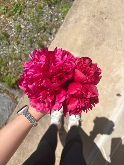 A person's arm wearing a silver watch is holding a bouquet of bright pink peonies. The flowers are large and fully bloomed, with many delicate petals. The person is wearing a black long-sleeved shirt and black leggings, and white athletic shoes. They are standing on a concrete pathway, with a patch of gravel and green foliage to the left. The sunlight casts a shadow of the person and the flowers onto the concrete. The scene is outdoors, possibly in a residential area or park, given the presence of greenery and a pathway.