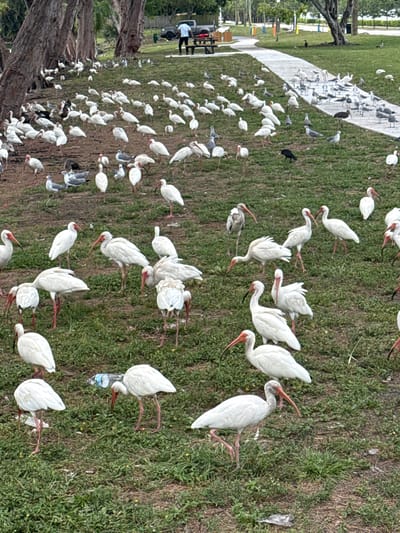 This aerial photograph captures a flock of white ibis gathered on a grassy area in North Miami Beach, USA. The ibis, the primary subjects, are scattered across the frame, with many in various poses—standing, walking, and some appearing to forage. Their bright white plumage contrasts with the green grass and the dappled shade from unseen trees.
In the background, a paved walkway or boardwalk curves through the scene, with some fallen leaves or debris on it. A few people are visible near a dark-colored vehicle and some picnic tables on the left side of the image, suggesting a park or recreational area. The presence of a discarded plastic water bottle near some of the birds is a notable detail.
The lighting suggests it is daytime, likely with partial sunlight given the shadows. The overall atmosphere appears calm, with the birds peacefully coexisting in their environment. The scene is one of nature and urban proximity, with the birds in a natural habitat that is frequented by people. There is no visible text in the image.