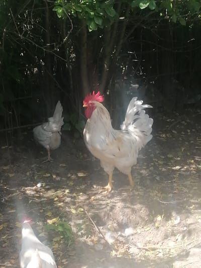 In a sun-dappled, outdoor setting, likely in Мясоцкі сельскі Савет, Belarus, three chickens are present. The main subject is a majestic white rooster with a bright red comb and wattle, its tail feathers fanned out. To its left stands a smaller, greyish hen, facing away from the camera. In the foreground, partially obscured by a bright, hazy effect, is the back of another white chicken. The ground is covered in dirt, fallen leaves, and some sparse green vegetation. The scene appears to be a rural or backyard environment, possibly a farmyard, with trees and foliage forming a dark, leafy backdrop. The lighting suggests it is daytime, with sunlight filtering through the leaves, creating patches of light and shadow on the ground. No specific activity or event is discernible, other than the chickens being present in their natural habitat. There is no visible text in the image.