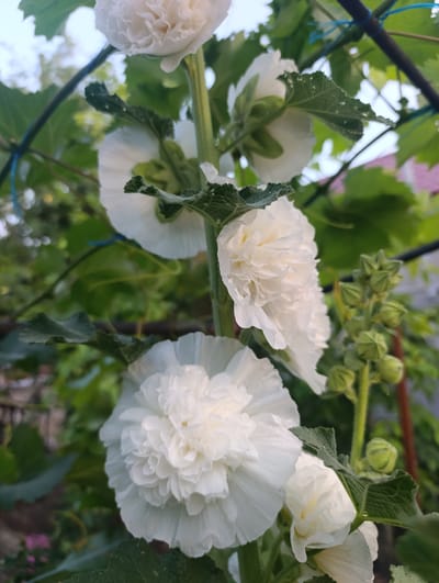 This is a medium shot, eye-level, vertical photograph of several white hollyhock flowers in bloom. The flowers are double-petaled and appear lush and full, with many ruffled layers. The prominent flowers are in various stages of bloom, with the largest, most fully open flower in the foreground on the left, and others partially open or budding further up the stem. Green leaves with serrated edges are visible, some framing the flowers. A stalk with several green, unopened flower buds is positioned to the right of the main stem. The background consists of out-of-focus greenery and a hint of a building, suggesting an outdoor garden setting. A dark, vertical support structure, possibly a stake or trellis, is visible behind the flowers and leaves, with a thin blue string tied around it. The lighting suggests it is daytime, possibly late afternoon, given the soft, diffused light that highlights the delicate texture of the petals. There is no visible text in the image. The overall mood is serene and natural, capturing the beauty of the blooming flowers in a garden in Țînțăreni, Moldova.