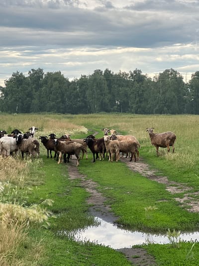 The image depicts a pastoral scene with a flock of sheep in a grassy field. The sheep are of varying colors, including brown, black, and white, and some have horns. They are standing in a line, appearing to be grazing or resting. One sheep is slightly separated from the group, facing the camera with its head raised. The setting includes lush green grass, a muddy path, and a body of water that reflects the sky. In the background, a dense forest with dark green trees is visible. The sky is overcast with scattered clouds, suggesting a diffused light, possibly indicating morning or late afternoon. The overall mood is peaceful and natural, characteristic of a rural environment. The location is identified as Pivkino, Russia. There is no visible text in the image.
