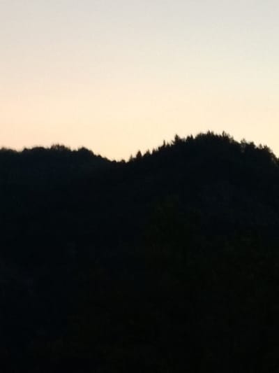 A silhouetted ridge of trees is set against a pale, hazy sky, suggesting dawn or dusk. The foreground is a dark mass of foliage, with the tops of the trees forming an uneven, jagged line against the lighter sky. The overall impression is one of natural landscape, with no human presence or man-made structures visible.