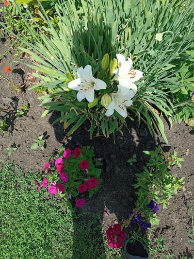In the city of Polevoye Sheptakhovo, Russia, on a clear day, a close-up, overhead shot captures a garden bed filled with blooming flowers and greenery. The central focus is a cluster of white lilies with prominent yellow stamens, accompanied by several unopened green buds. Surrounding the lilies are long, green, blade-like leaves. In the lower portion of the image, to the left, a patch of vibrant pink petunias is visible, contrasted with the dark, rich soil. To the right of the petunias, a plant with small, deep red-purple flowers and slender green stems grows out of the soil. Further to the right, a plant with delicate purple flowers and green foliage is present. The ground is primarily dark soil, with patches of low-lying green ground cover on the left and right sides of the frame. The scene is illuminated by bright sunlight, casting distinct shadows across the soil. A single orange flower is observed in the upper left corner, partially obscured by the greenery. The overall environment suggests a well-maintained garden.