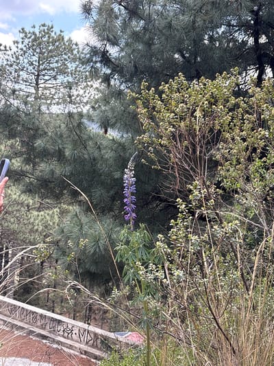 The image, taken in San Mateo Ozolco, Mexico, shows a scene from an elevated viewpoint. A lupine flower with purple and white blooms is centrally positioned. The flower is surrounded by pine trees and various types of foliage. A white concrete structure with graffiti is visible in the lower right of the frame. A hand holding a smartphone is partially visible at the bottom. The sky is partially visible through the branches of the trees.