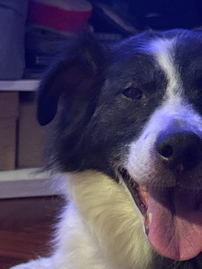 The image is a close-up shot of a black and white Border Collie dog. The dog's head is angled to the right, with its mouth open and tongue hanging out. The dog appears to be indoors, possibly in a living room, given the blurred background which suggests furniture and possibly a wooden floor. There is a purplish light reflecting on the dog's fur and face, which may be from ambient lighting. The exact location in Vigo, Spain, cannot be determined from the image alone.