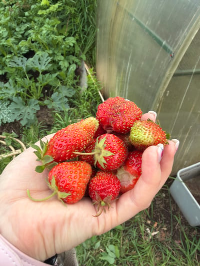 A first-person perspective shot captures a hand holding a pile of ripe strawberries. The strawberries are a vibrant red, with some showing hints of green near the stems, indicating they are freshly picked. The hand itself is well-manicured, with light pink polish on the fingernails, some adorned with a white French tip design. The background suggests an outdoor setting, possibly a garden or farm, with lush green foliage and the translucent curve of a greenhouse visible on the right side. The ground is covered in grass and soil. The overall impression is one of a bountiful harvest. The location is stated to be Koliushevo, Russia, adding a specific geographical context to the scene.