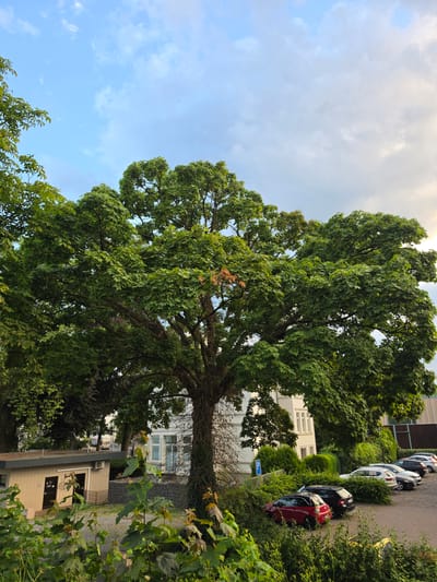 The image depicts a street scene in Höxter, Germany, dominated by a large deciduous tree with lush green foliage. The tree stands prominently in the foreground, its branches extending wide. In the background, several cars are parked in a lot. A white building with multiple windows is visible behind the trees, and a smaller, light-colored building with dark doors is situated to the left. A blue parking sign with a white "P" is also present. The sky above is a mix of blue with scattered clouds. The overall impression is one of an urban environment with significant greenery.