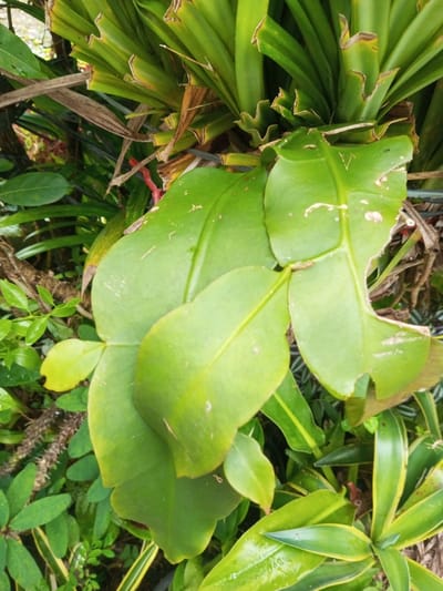 The scene depicts a dense botanical arrangement in Pandaria, India. The central focus is a cluster of large, broad, deep green, flattened leaves, characteristic of an *Epiphyllum* or similar cactus, some showing minor brown discoloration and irregular notching along their edges. These leaves appear to have a slight sheen. In the background, a dense mass of taller, bright green, strap-like leaves with noticeably wavy or serrated margins is visible, alongside dried brown plant material. Towards the lower left, smaller green leaves with distinct veins and one leaf showing yellowing at its tip are present. The lower right foreground exhibits plants with variegated green and yellow foliage. No human presence, actions, or interactions are observed.