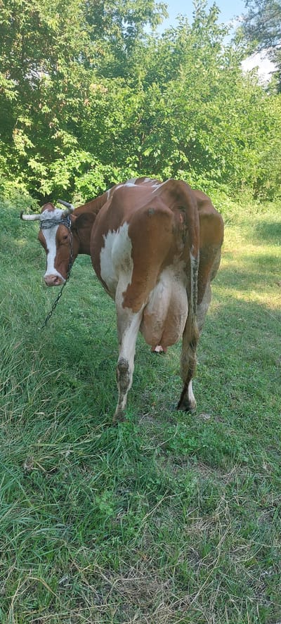 This media file depicts a brown and white cow standing in a grassy field, with trees and foliage in the background. The cow is facing away from the viewer, with its head turned to the side, revealing its face. It has a chain around its neck, which is attached to a tether. The cow's udder is visible. The grass is green and lush, with some dry patches. The trees are full of green leaves, suggesting it is summer. The scene appears to be set in a rural area, likely a pasture or farmland, given the presence of the cow and the natural surroundings. The lighting suggests it is daytime, with sunlight casting shadows on the ground. The overall impression is one of a peaceful, pastoral scene in the Ukrainian countryside of Voronkiv. There is no visible text in the image.