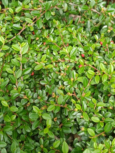 The image displays a close-up view of a dense, vibrant green ground cover or low-lying shrub, likely a Cotoneaster species, in Vynnyky, Ukraine. The plant is characterized by numerous small, oval-shaped leaves that are a rich, glossy green. Thin, reddish-brown stems weave through the foliage, supporting the dense growth.
Scattered throughout the green leaves are small, spherical red berries, indicating the plant is in its fruiting stage. In addition to the red berries, several smaller, round structures are visible, appearing as either developing buds or unripe berries, which are typically pale green or yellowish-green, sometimes with a brownish center. The lighting suggests it is daytime, with a soft, even illumination that highlights the freshness of the leaves. There are no people or discernible activities taking place, and no text is visible in the frame. The scene conveys a sense of lush, natural greenery and healthy plant life.