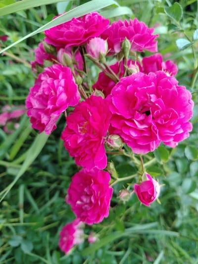 A cluster of vibrant pink roses is in full bloom against a blurred green background of foliage and grass. The roses vary in their stage of opening, with some fully unfurled, revealing layers of delicate petals, while others are still buds. The lighting suggests an outdoor setting, possibly a garden or park. There are no people or animals visible in the image. The scene is entirely focused on the floral subjects and their natural environment.