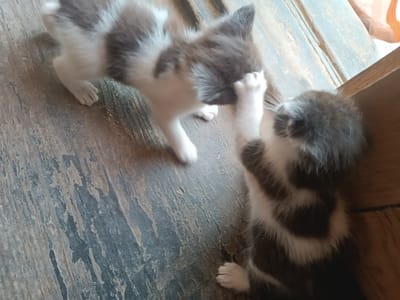 Two kittens are playing on a weathered wooden floor. The kitten on the left is primarily white with grey patches, facing away from the viewer. The kitten on the right is grey and white, facing the other kitten and appears to be pawing at its face. The environment is an indoor setting with a visible wooden surface and the edge of a wooden structure in the background. The image is an eye-level shot of the kittens. There are no people visible in the image, and no information is provided to place the scene in Hlobyne, Ukraine.