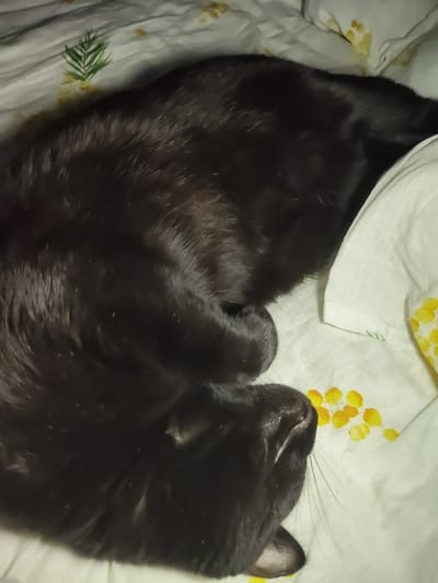 A black cat is sleeping curled up on a bed with a floral pattern. The cat's fur is dark and glossy, and it appears to be resting comfortably. The bedsheets are light-colored with a pattern of yellow flowers and green leaves. The image is taken from a high angle, looking down at the cat. There is no indication of the city of Reftinsky, Russia.