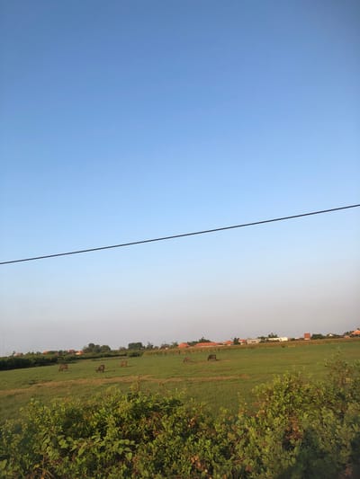 The image depicts a rural landscape in Glagah Arum, Indonesia. The foreground is dominated by dense green foliage, with hints of berries or seed pods. Beyond this, a vast, verdant field stretches into the distance, dotted with several brown cows grazing peacefully. In the background, a line of trees separates the field from a cluster of buildings, characterized by terracotta tiled roofs, suggesting a village or small settlement. The sky above is a clear, pale blue, with a thin, dark horizontal line, likely a power line, bisecting the upper portion of the frame. The overall scene conveys a sense of rural tranquility under a bright, clear sky.