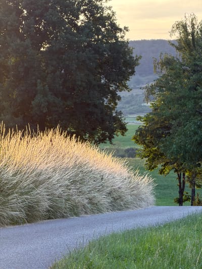 The image depicts a winding asphalt road in Olingen, Luxembourg, bordered by lush green grass. To the left of the road, a dense clump of tall, dry grass, illuminated by the golden light of the setting sun, creates a striking visual contrast. In the background, two large trees stand prominently on either side of the road, their dark green foliage silhouetted against a soft, pastel-colored sky. Beyond the trees, a rolling landscape unfolds, characterized by gentle hills and a verdant valley bathed in the warm glow of twilight. The overall scene evokes a sense of serene natural beauty and tranquility.