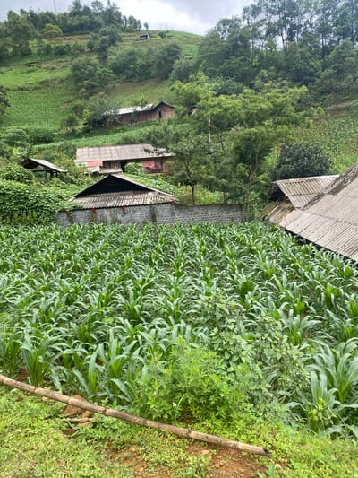 This detailed image captures a rural, mountainous agricultural landscape in Pung Luong, Vietnam, under an overcast sky. The scene is dominated by vibrant green vegetation, terraced fields, and scattered dwellings built into the hillside.

In the foreground and extending into the mid-ground, a dense field of young, healthy corn (maize) plants is visible, arranged in distinct rows. The plants are uniformly green with prominent leaves. A rough, weathered bamboo pole lies horizontally across the lower part of the foreground, resting on reddish-brown soil and sparse green ground cover.

Beyond the cornfield, several structures are visible. A prominent dwelling in the mid-ground features a grey, corrugated roof and a visible wall constructed from grey cinder blocks. Another, smaller structure with a similar roof and a wooden facade is adjacent to it. Further up the hillside, additional houses with dark, angular roofs and wooden construction are partially obscured by dense trees. Two indistinct figures are discernible near the entrance of the larger wooden house on the right, one appearing to stand, the other potentially seated. Higher on the hills, more terraced fields, some cultivated with crops similar to corn, and others covered in various green vegetation, ascend towards the horizon. Open-sided shelters with simple roofs are also present on the upper slopes.

The hillsides are thickly forested with a mix of broadleaf and coniferous trees, indicating a rich natural environment. The overall impression is one of a self-sufficient agricultural community integrated into a steep, verdant landscape.
