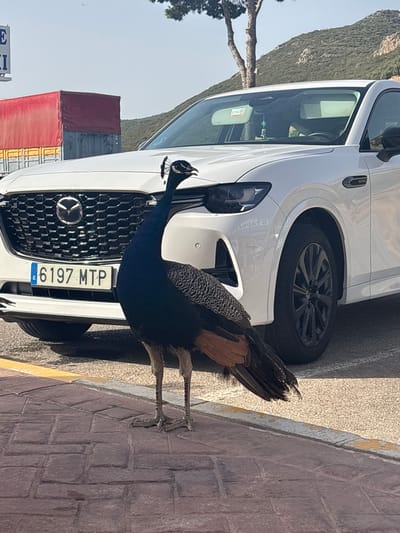 An adult male peacock stands on a brick walkway in front of a white Mazda SUV. The peacock is facing towards the right of the frame, with its head turned towards the camera and its beak slightly open. Its iridescent blue-black feathers are visible on its neck and chest, and its brown and black patterned tail feathers are fanned out slightly. The car's license plate reads "E 6197 MTP". In the background, a red truck is parked, and a wooded hillside is visible under a clear blue sky. The scene appears to be in a sunny, outdoor environment. The location is the city of Estepa, Spain.