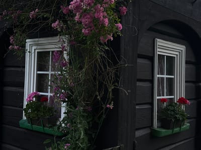 The image depicts two windows of a dark wooden building, possibly a cottage, in Krásná Lípa, Czechia. The building's exterior is constructed of horizontal, dark-stained wooden planks. Both windows are framed with white, ornate trim and have multiple panes.
The left window is partially obscured by a profusion of flowering vines with small pink and purple blossoms. Beneath this window is a green planter box holding a potted plant with red and pink flowers and green foliage.
The right window also features a planter box beneath it, containing red flowers and green foliage. The window itself has white trim and appears to look into a room with a patterned curtain. A dark wooden pillar frames the right side of the image, and a dark wooden archway can be seen above the right window.
The overall impression is one of rustic charm and natural beauty, with the dark wood and vibrant flowers creating a striking contrast. The scene appears to be set outdoors, with natural lighting suggesting either early morning or late afternoon. No people are visible in the image.
