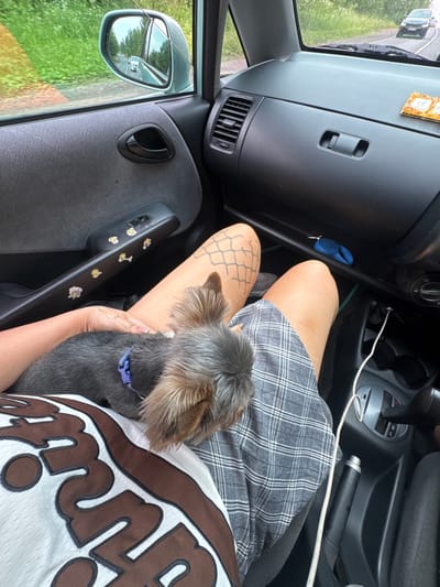 An overhead, medium shot captures the interior of a car, featuring a person holding a small dog on their lap. The person's arm is visible, resting on the dog, who has a blue collar. The dog is a Yorkshire Terrier, with gray and tan fur. The person is wearing a white shirt with large brown lettering and a grey plaid skirt or shorts. The car's interior is dark grey, with a textured dashboard, an air vent, and a car door handle visible. Several small, whimsical stickers are affixed to the door handle. A blue dog leash retracter is located in a compartment on the dashboard. The window on the left shows a lush green roadside and a side mirror reflecting a road with cars. The car is in motion, indicated by the blurred scenery outside and the reflection in the side mirror. The scene appears to be set on a road, possibly in a rural area, given the greenery visible outside the car. The image does not provide specific details to place it in the city of Куртуково, Russia.
