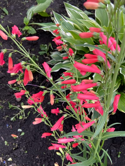 This media file captures a close-up, eye-level view of a flowering plant with numerous small, tubular, bell-shaped flowers in shades of pink and red. The flowers are clustered along thin green stems that arch over dark soil. Behind the flowers, the variegated green and white leaves of a hosta plant are visible. The scene appears to be outdoors, in a garden setting, likely in Mrakovo, Russia. The lighting suggests it is daytime, possibly overcast or early morning/late afternoon, as there are no harsh shadows. The focus is sharp on the flowers and leaves in the foreground, with the background and soil being slightly blurred. There are no people or visible text in the image. The overall impression is one of lush, natural growth and vibrant color in a garden environment.