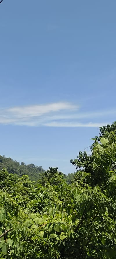 This image depicts a lush, green landscape under a clear blue sky with a few thin, wispy clouds. In the foreground, dense foliage, primarily consisting of trees and bushes with vibrant green leaves, dominates the lower half of the frame. Some of these leaves are broad and have a slightly serrated edge, while others are smaller and more pointed. The foliage is so thick that it obscures much of what lies beneath.
In the middle ground, a range of rolling hills covered in dense, dark green forest stretches across the horizon. The trees on the hills appear taller and more densely packed than those in the foreground. The overall impression is one of abundant vegetation and natural beauty.
The sky above is a bright, clear blue, indicating a sunny day. Two faint, horizontal streaks of white clouds are visible, suggesting a light breeze.
This scene is likely located in or near Paroy, Indonesia, a region known for its tropical climate and extensive natural landscapes characterized by such abundant greenery and hilly terrain. The image captures a serene, natural environment, likely an undeveloped or minimally developed area. There are no people, animals, or man-made structures visible in the image.