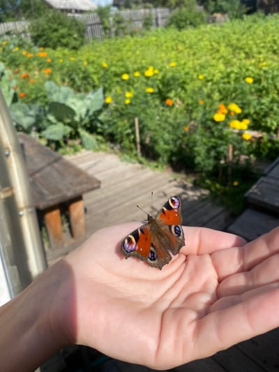 This image depicts an outdoor garden scene, presumably located within the city of Zheleznodorozhnyi, Russia. The central subject is a European Peacock butterfly (Aglais io) resting with open wings on the open palm of a fair-skinned human hand. The butterfly displays prominent orange-red wings with distinct blue, black, and yellow 'eyespots'. The hand, positioned in the lower center, is illuminated by direct sunlight, casting a shadow across part of itself.
In the midground, a wooden plank pathway or deck recedes into the background. To the left of this path, a rustic wooden structure, possibly a small table or bench, is partially visible. The background consists of a lush garden or cultivated area featuring large green leafy plants (potentially cabbage) on the left, and numerous flowering plants with yellow and orange blossoms interspersed among dense green foliage. A wooden fence line runs across the far background, with the gray roof of a building, likely a house or shed, visible above it. The scene is brightly lit by natural sunlight, indicating daytime and clear sky conditions.