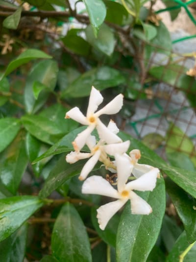 This media file is a close-up shot of several small, white, star-shaped flowers with yellowish centers, likely belonging to a jasmine or similar vine plant. The flowers are surrounded by lush, green, waxy leaves. The plant appears to be growing outdoors, possibly on a trellis or fence, as indicated by the out-of-focus background showing a green mesh structure and what could be a wall. There are some dried brown leaves and stems interspersed among the green foliage. The lighting suggests it is daytime, possibly overcast or in partial shade, as there are no harsh shadows. The image is focused on the flowers and leaves, with the background softly blurred. No people or text are visible. The setting appears to be a garden or natural outdoor space. The overall impression is one of natural beauty and growth.
