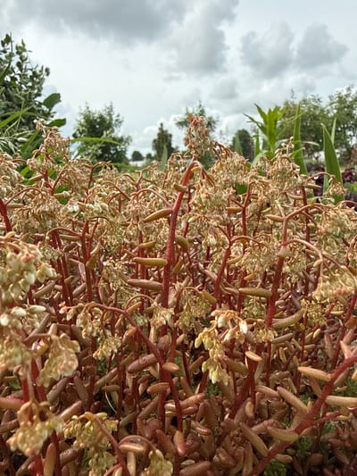 A low-angle, medium shot captures a dense cluster of succulent plants with reddish-brown stems and small, pale green flower buds, some with tiny water droplets clinging to them. The plants fill the foreground and mid-ground, their textures appearing detailed and slightly wet. In the background, out-of-focus trees and foliage are visible under a heavily overcast sky with dramatic, dark grey clouds. The scene suggests an outdoor environment, possibly a garden, in Užliekniai, Lithuania. There are no people or animals present in the image.